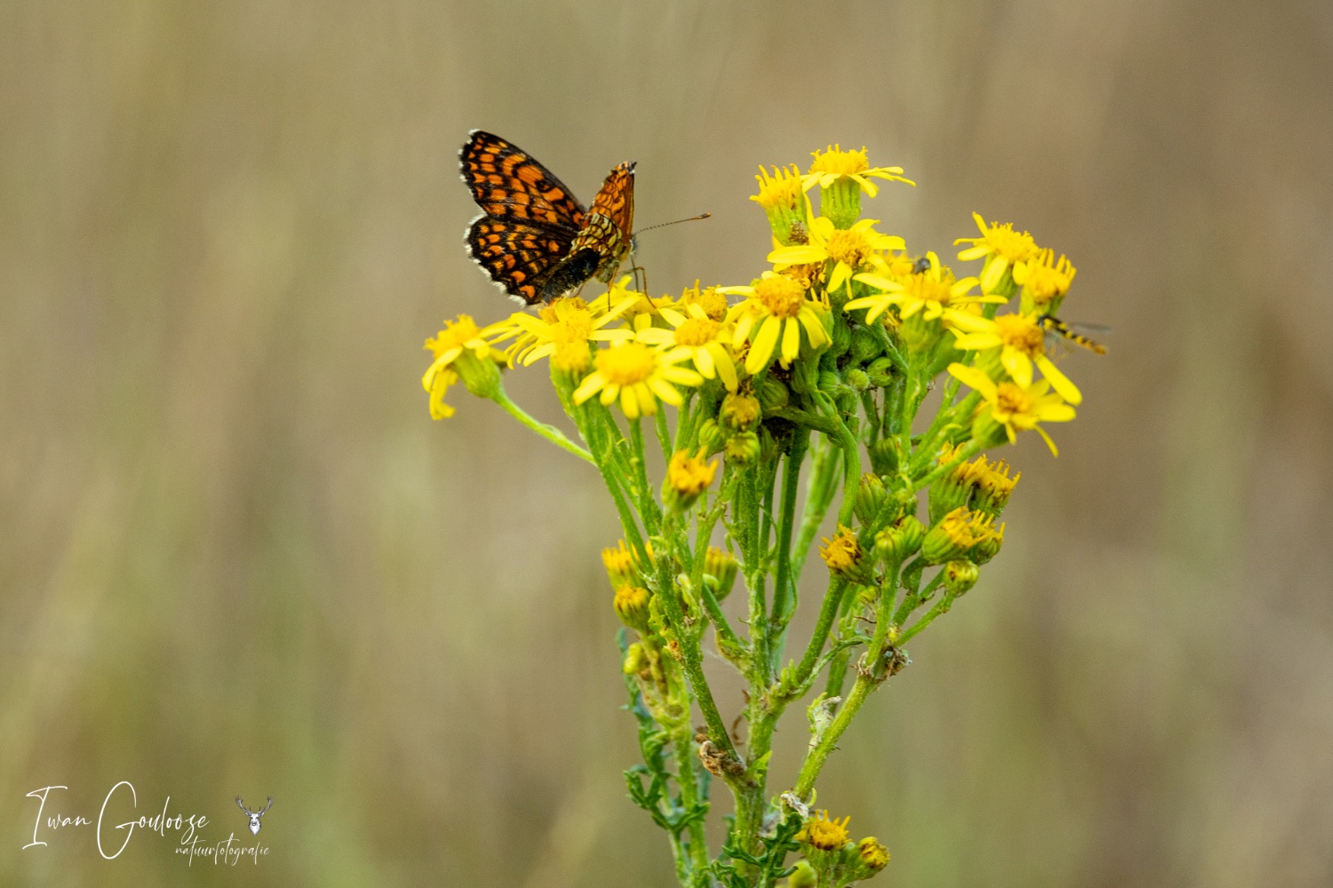 24 juni 2023 202518  R2A2603